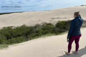 Sand dune Råbjerg mile swallowing trees and bushes 